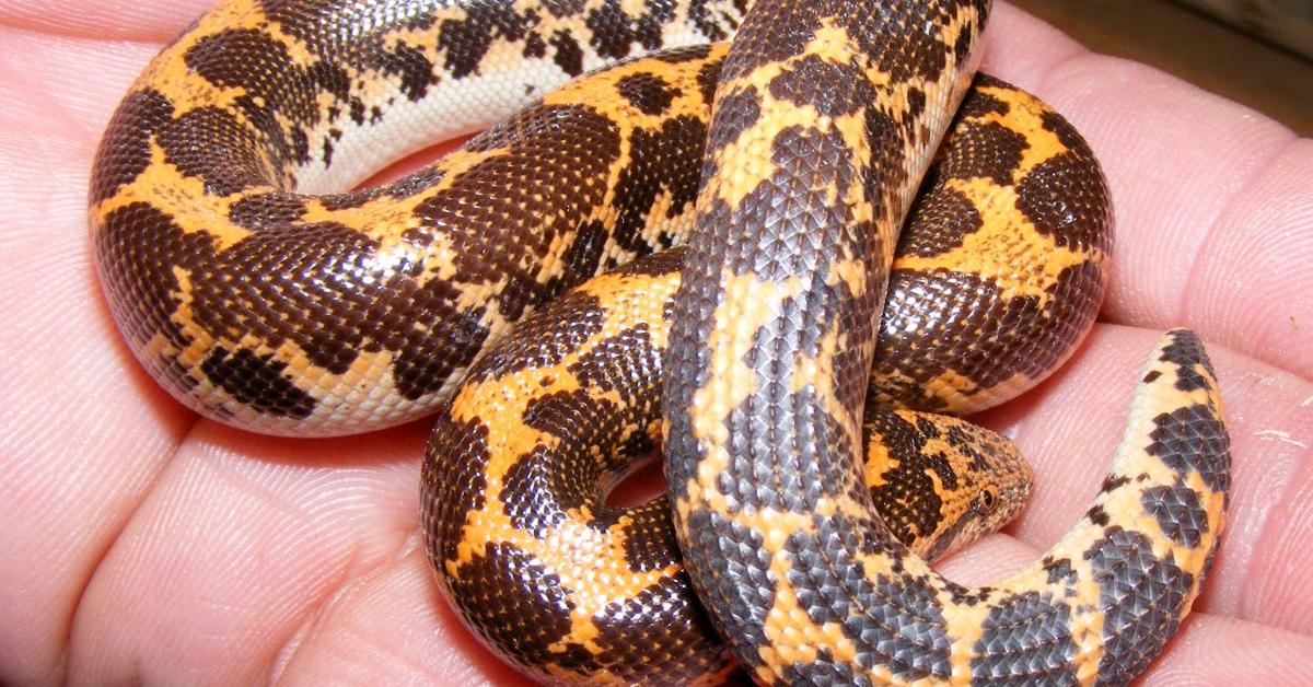 Pictures of Kenyan Sand Boa