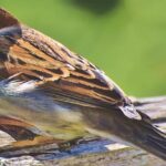 Pictures of House Sparrow