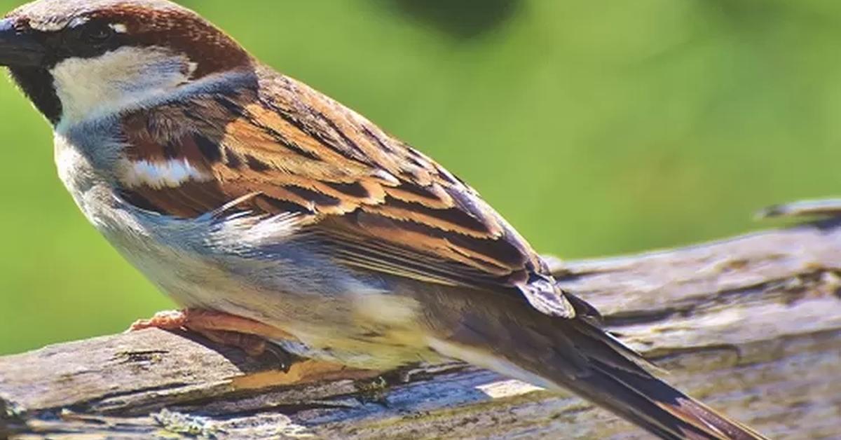 Pictures of House Sparrow