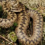 Pictures of Common European Adder