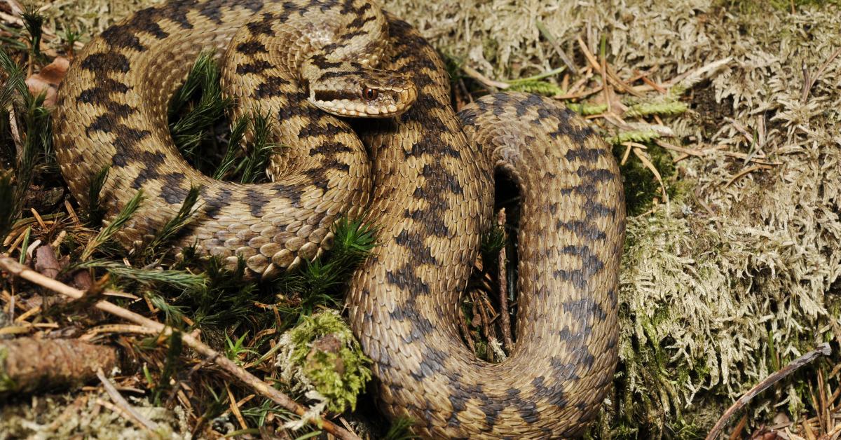 Pictures of Common European Adder