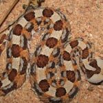 Pictures of Horned Adder