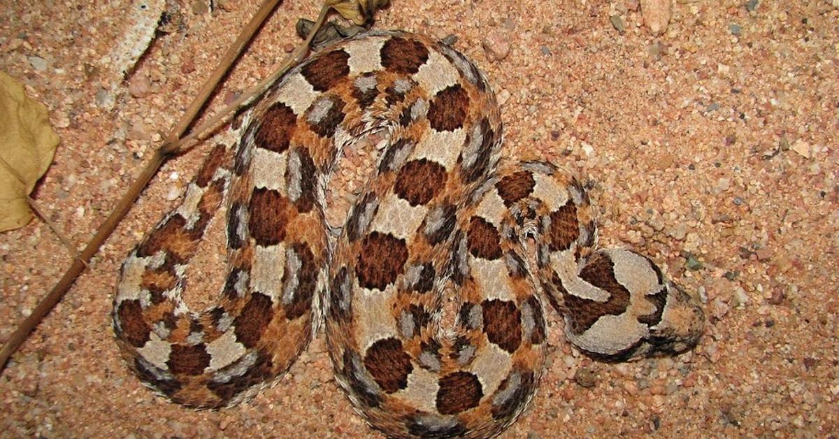 Pictures of Horned Adder