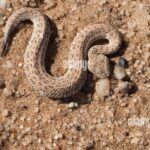 Pictures of Peringueys Adder
