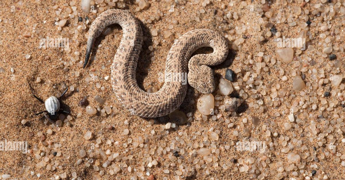 Pictures of Peringueys Adder