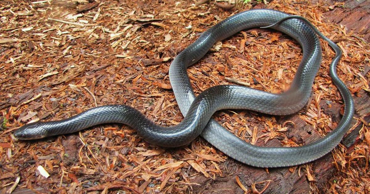 Pictures of Mussurana Snake