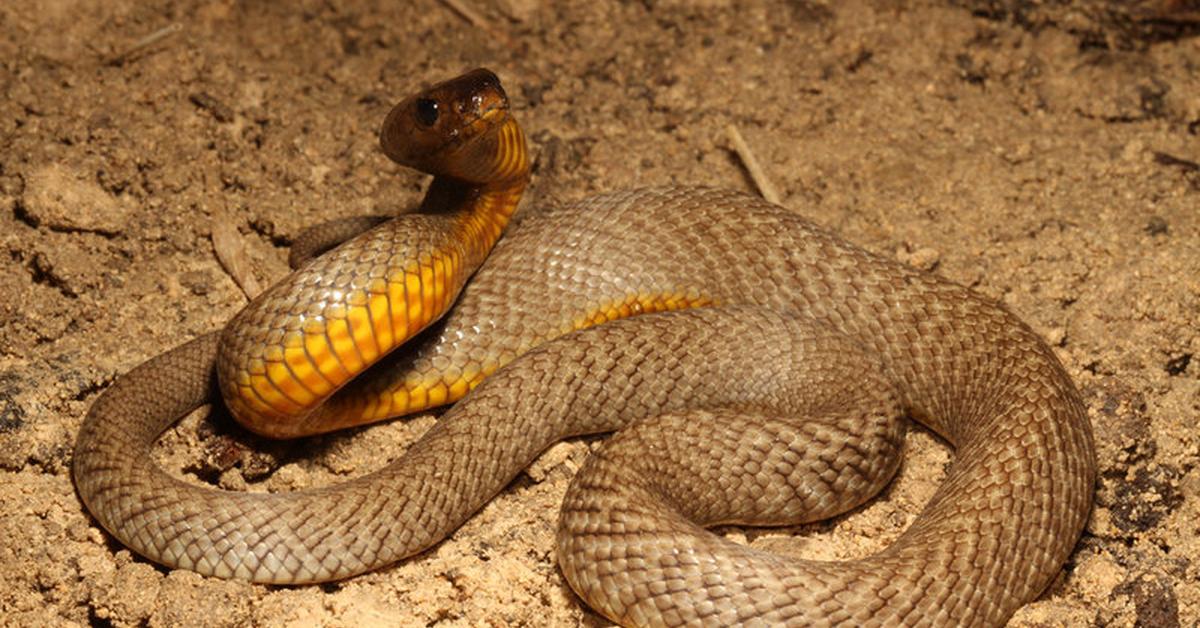 Pictures of Fierce Snake