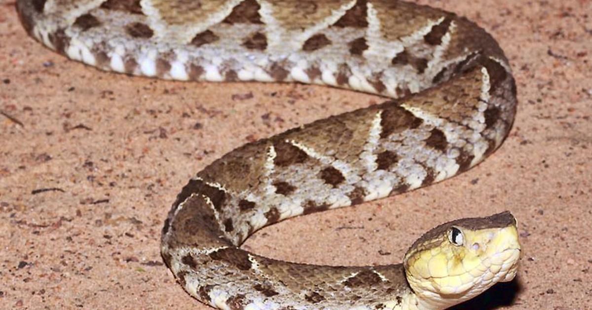 Pictures of Fer-De-Lance Snake