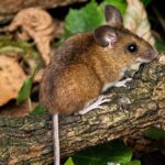 Pictures of Eastern Woodrat