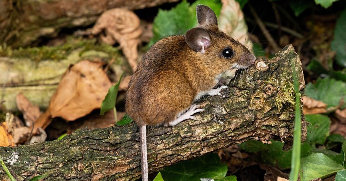 Pictures of Eastern Woodrat