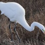 Pictures of Great Egret