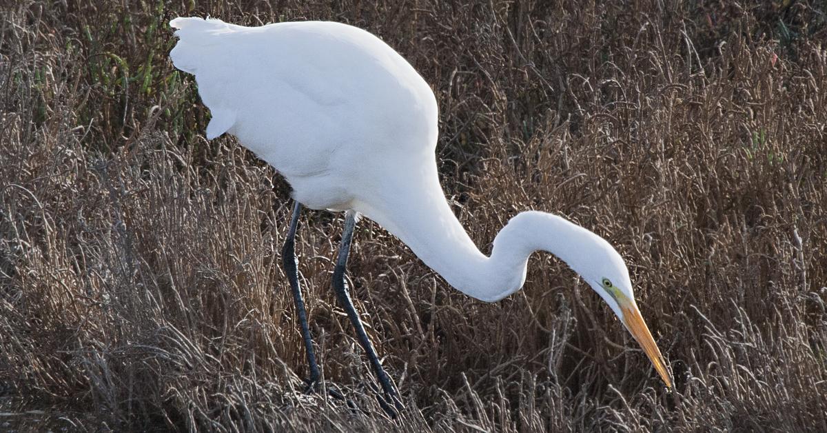 Pictures of Great Egret