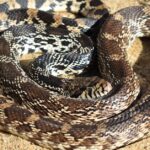 Pictures of Gopher Snake