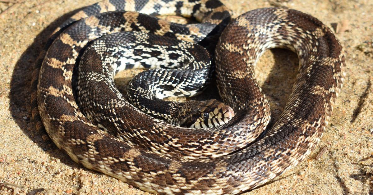 Pictures of Gopher Snake