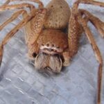 Pictures of Spider