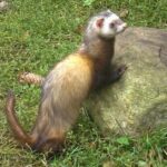 Pictures of Polecat