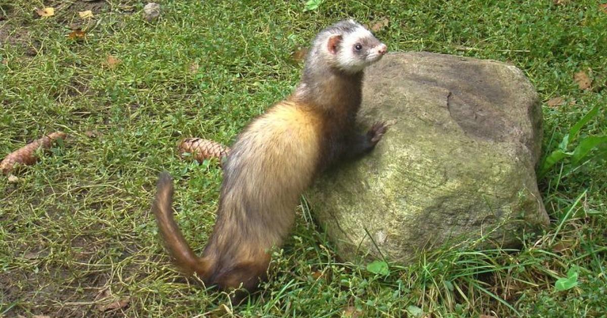 Pictures of Polecat