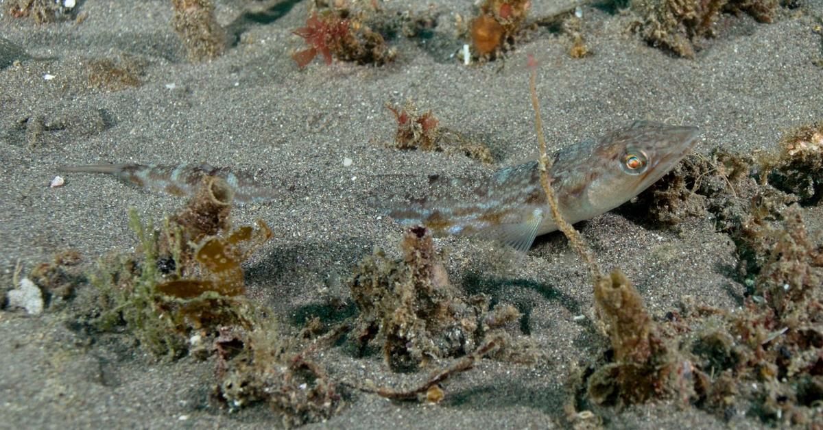 Pictures of Lizardfish