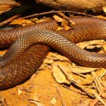 Pictures of Brown Snake