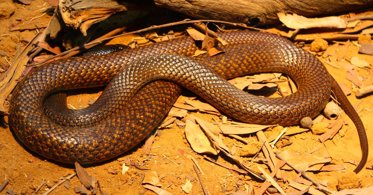 Pictures of Brown Snake