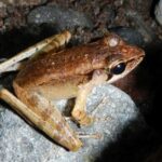 Pictures of Red-Eyed Tree Frog