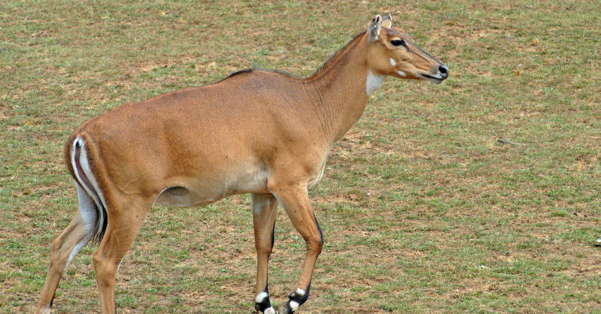 Pictures of Nilgai