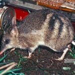 Pictures of Eastern Barred Bandicoot