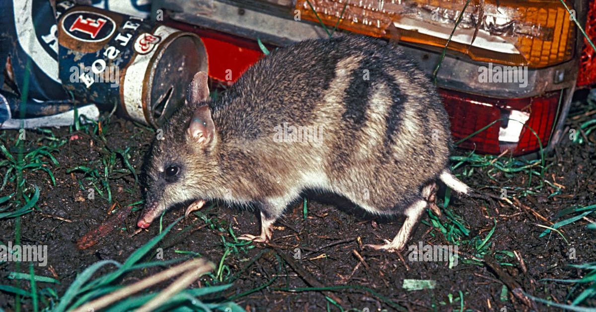 Pictures of Eastern Barred Bandicoot