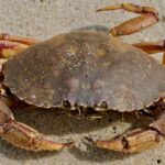 Pictures of Jonah Crab