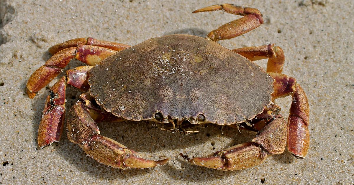 Pictures of Jonah Crab