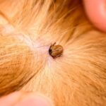 Pictures of Brown Dog Tick