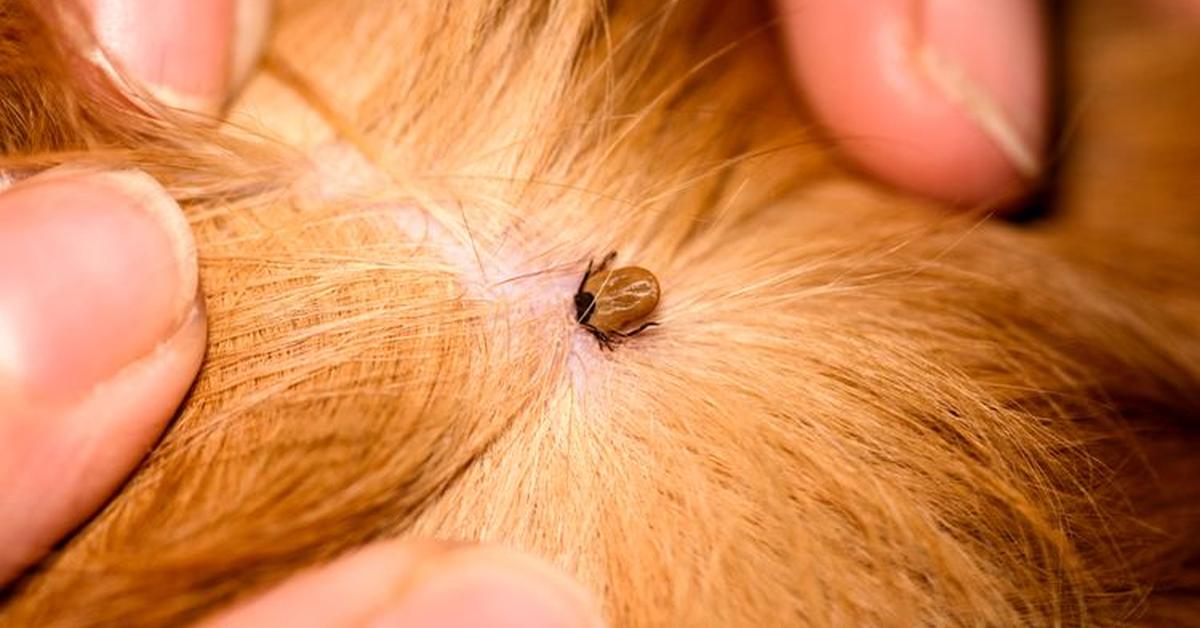 Pictures of Brown Dog Tick