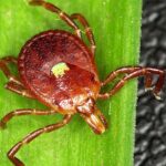 Pictures of Lone Star Tick