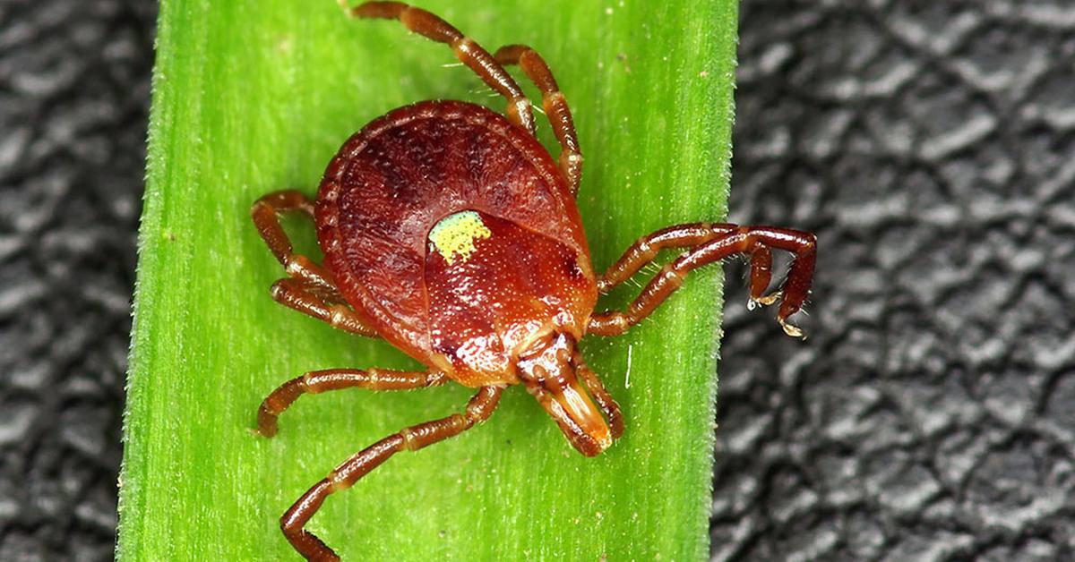 Pictures of Lone Star Tick