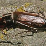 Pictures of Pennsylvania Wood Cockroach