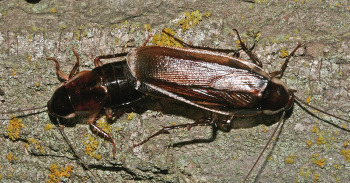 Pictures of Pennsylvania Wood Cockroach