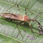 Pictures of Assassin Bug