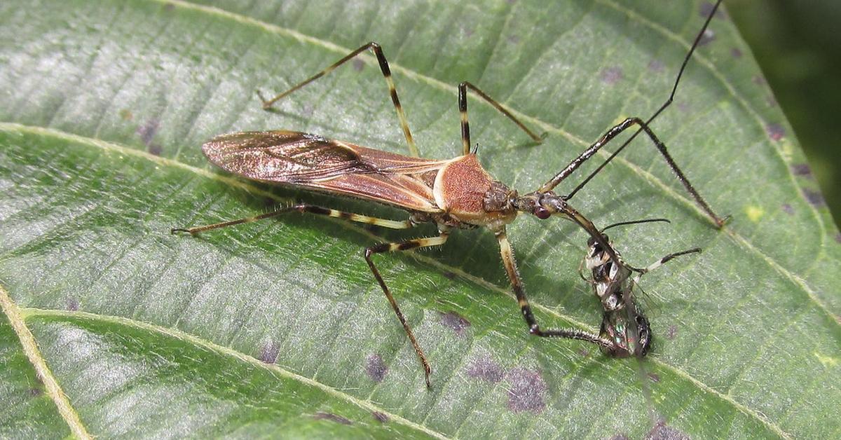 Pictures of Assassin Bug