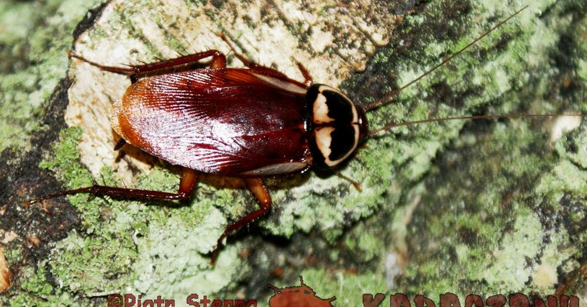 Pictures of Australian Cockroach