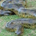 Pictures of Anaconda