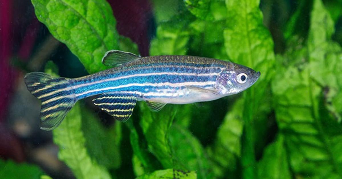 Pictures of Danios