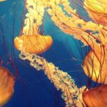 Pictures of Freshwater Jellyfish