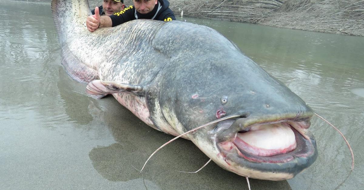 Pictures of Wels Catfish