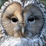 Pictures of Ural Owl