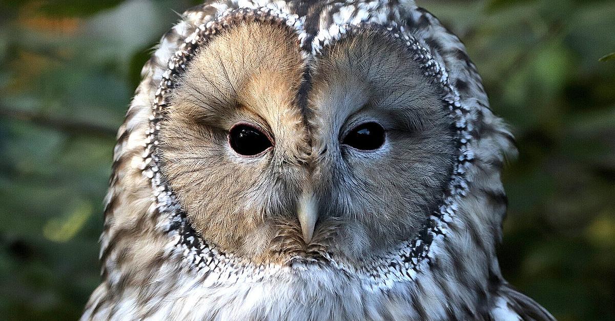 Pictures of Ural Owl