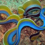 Pictures of Ribbon Eel