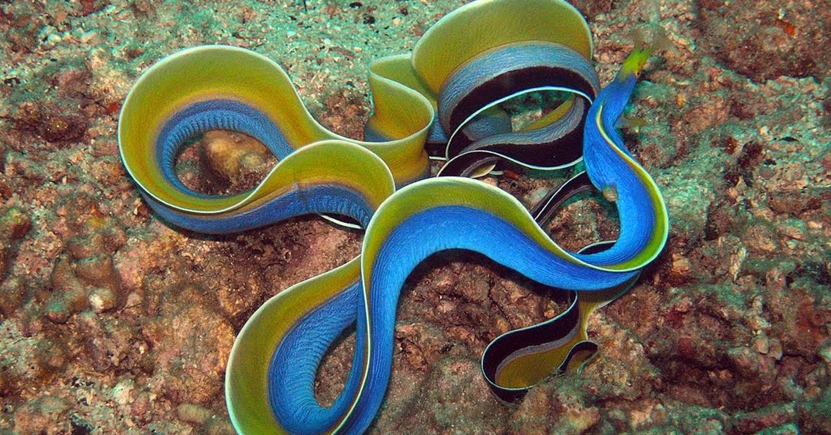 Pictures of Ribbon Eel