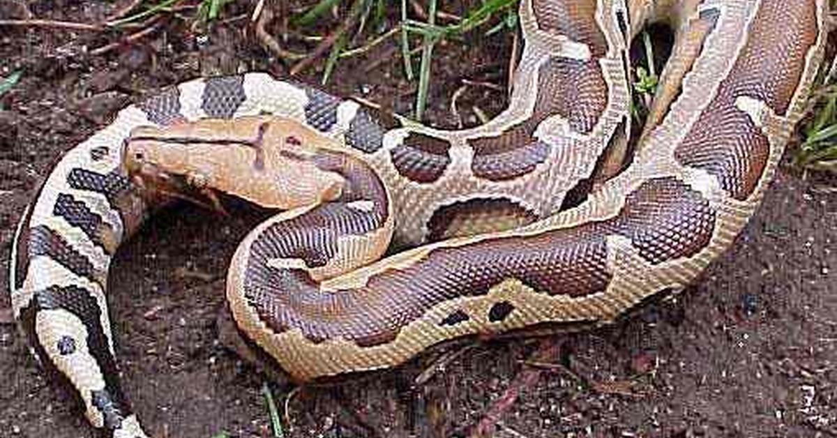 Pictures of Spider Ball Python