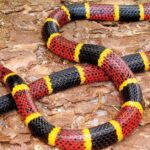 Pictures of Coral Snake