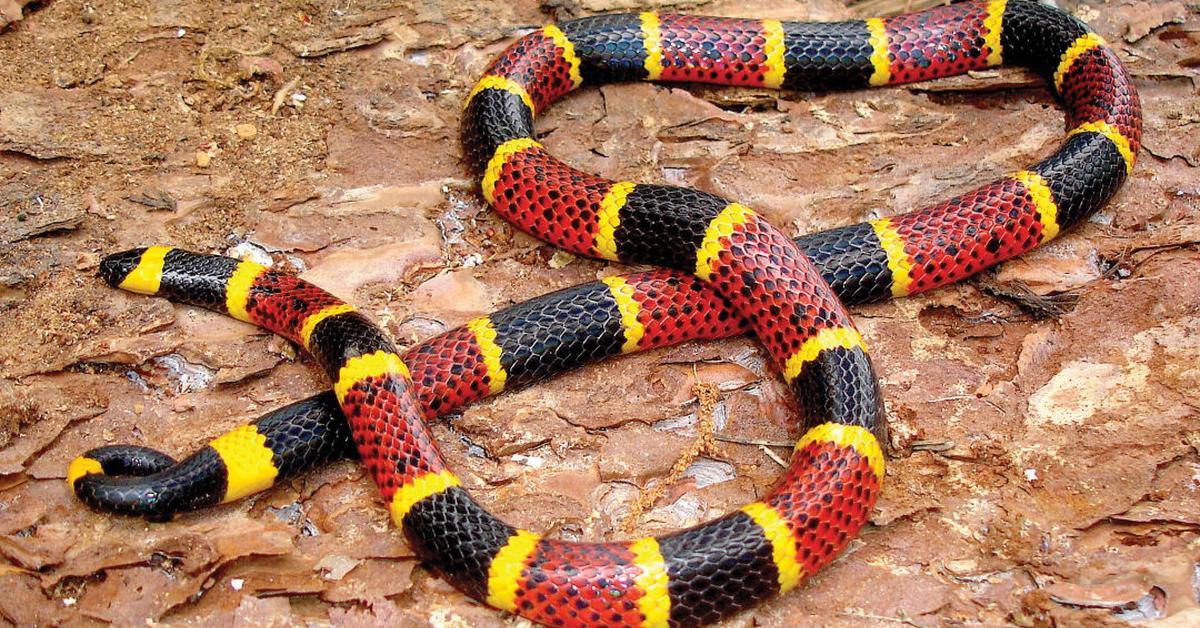 Pictures of Coral Snake